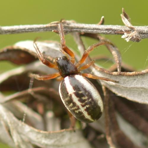 Réf. 310 792 : Singa nitidula